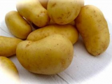 Seed Potato, Belle de Fontenay - 1 kilo