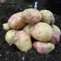 Seed Potato, Cara - 1 kilo