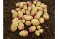 Seed Potato, Carolus - 1 kilo