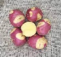 Seed Potato, Celebration NEW -  1 kilo