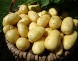 Seed Potato, Charlotte - 1 kilo NOW HALF PRICE