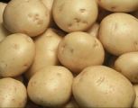 Seed Potato, Colleen (Organic) - 1 kilo