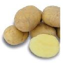 Seed Potato, Elland - 1 kilo