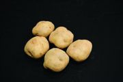 Seed Potato, Epicure - 1 kilo NOW HALF PRICE