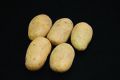 Seed Potato, Estima - 1 kilo