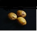 Seed Potato, Home Guard  - 1 kilo