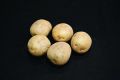 Seed Potato, Harmony - 1 kilo