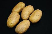 Seed Potato, International Kidney - 1 kilo