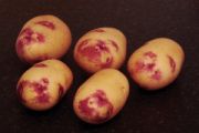 Seed Potato, Kestrel - 1 kilo