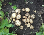 Seed Potato, Kingsman - 1 kilo