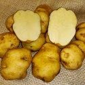 Seed Potato, Lumpers (6 tubers)