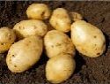 Seed Potato, Majestic - 1 kilo