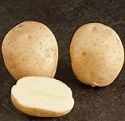 Seed Potato, Marvel - 1 kilo