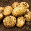 Seed Potato, Melody NEW - 1 kilo