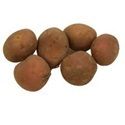Seed Potato, Monte Carlo - 1 kilo
