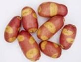 Seed Potato, Nemo - 6 tubers