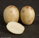 Seed Potato, Osprey - 6 tubers