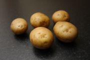 Seed Potato, Sagitta - 1 kilo