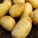 Seed Potato, Sally - 1 kilo
