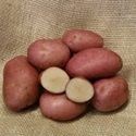 Seed Potato, Sarpo Una (Organic) - 6 tubers