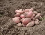Seed Potato, Sarpo Mira (Organic) - 1 kilo