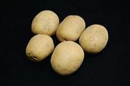 Seed Potato, Saxon - 1 kilo