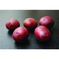 Seed Potato, Setanta (Organic) - 1 kilo
