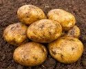 Seed Potato, Sherine - 1 kilo