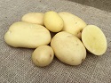 Seed Potato, Sherman NEW- 1 kilo