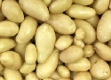 Seed Potato, Siena NEW - 1 kilo