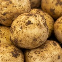 Seed Potato, Skywalker NEW - 1 kilo
