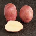 Seed Potato, Sunset (Organic) - 1 kilo
