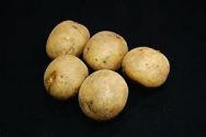 Seed Potato, Swift - 1 kilo