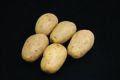 Seed Potato, Valor - 1 kilo