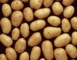 Seed Potato, Vivaldi - 1 kilo