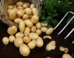 Seed Potato, Winston  - 1 kilo