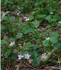 Siberian Purslane (Claytonia sibirica)