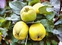 Quince, Leskovac (Serbian Gold) - 2 year bush (BARE ROOT)