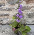 Rampion, Campanula rapunculus