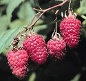 Raspberry, Cowichan (Summer-fruiting) BARE-ROOT