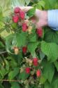 Raspberry, 'Malling Happy' (Autumn-fruiting)