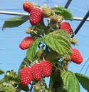 Raspberry, 'Skye' (Autumn-fruiting) 5 canes