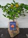 Citrus, Red Lime (Rangpur Lime), gift wrapped in hessian