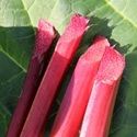 Rhubarb Crown, Canada Red