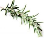 Rosemary, officinalis, Upright (1 litre)