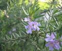 Rosemary, officinalis, Trailing (3 litre)