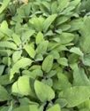 Sage, Green