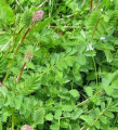 Salad Burnet, sanguisorba minor