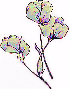 Flowers, Sweet Pea  'Mendip Grace' - A 'Fragrant' Kaleidoscope of Bright Garden Colours