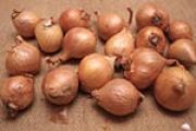 Shallot Sets, Autumn Planting, Golden Gourmet 250g